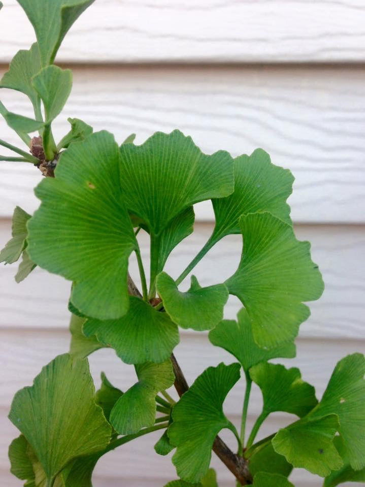 Buy Ginkgo biloba 'Jagged Jade' Rare Unusual Leaf Male Ginkgo Tree For