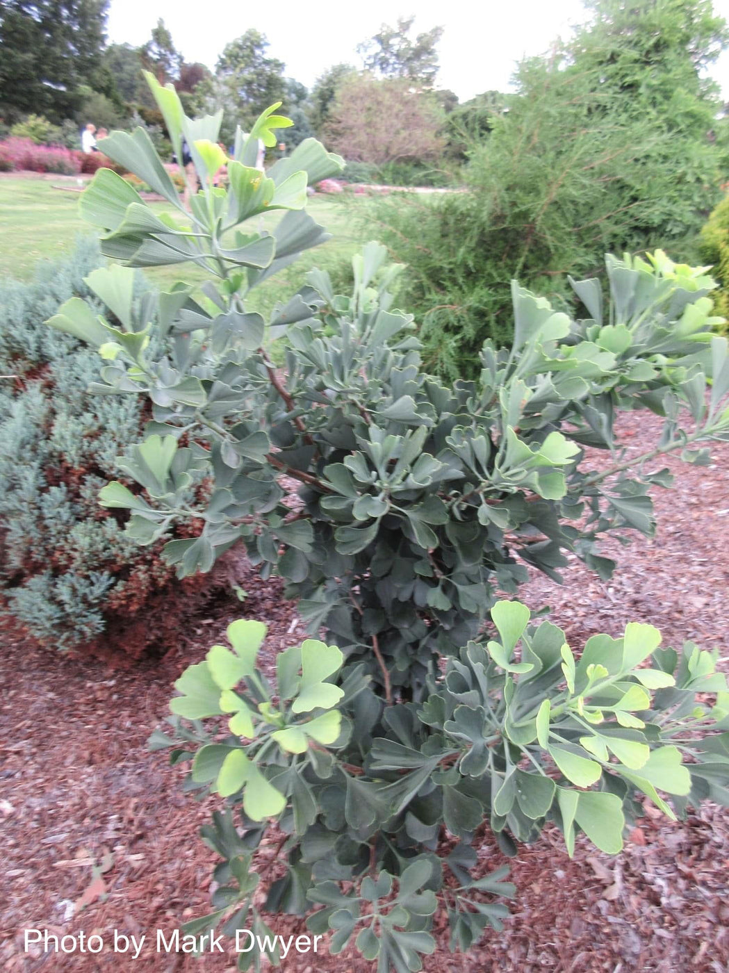 Buy Ginkgo biloba 'Jagged Jade' Rare Unusual Leaf Male Ginkgo Tree For