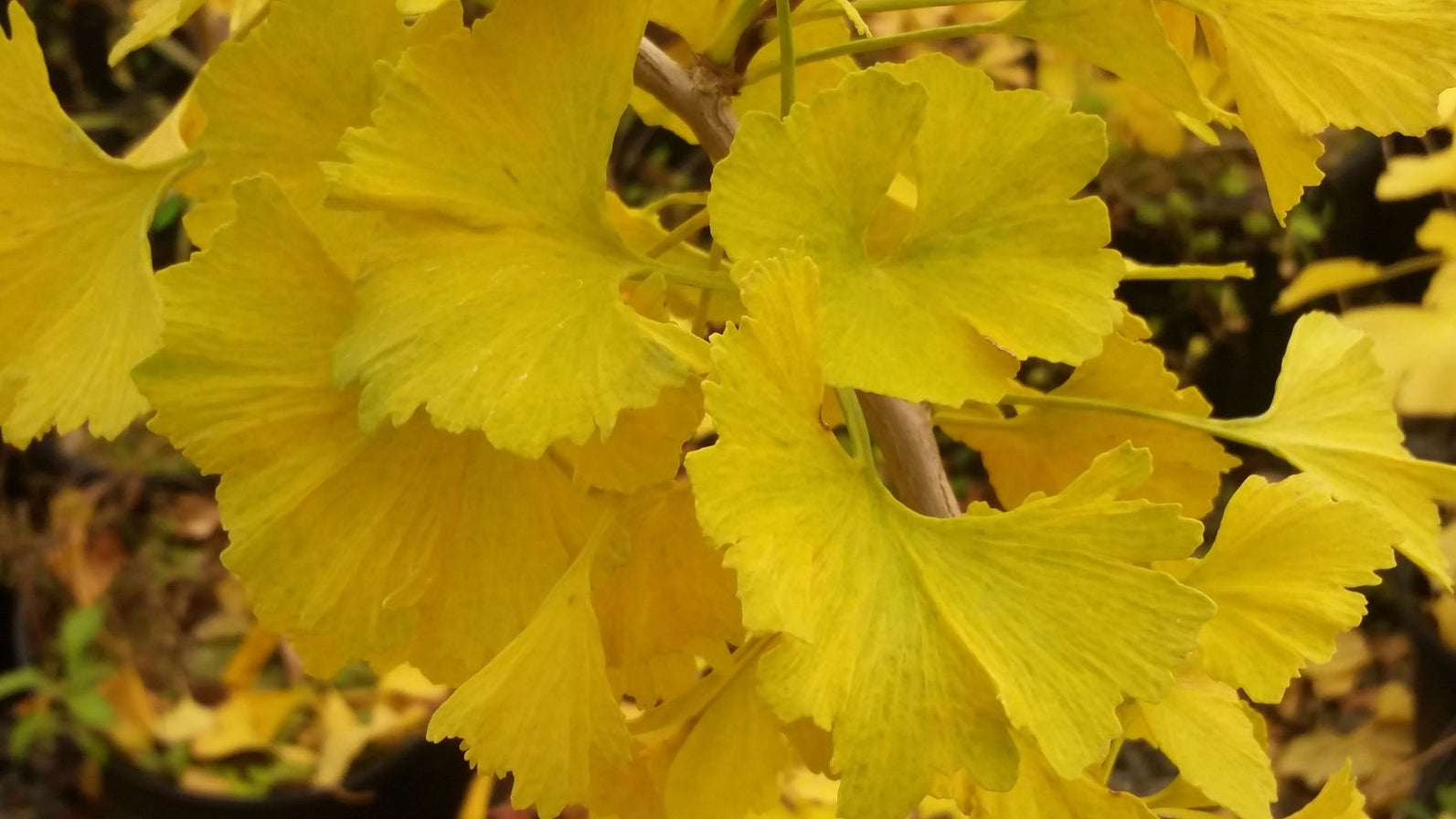 Buy Ginkgo biloba 'Jagged Jade' Rare Unusual Leaf Male Ginkgo Tree For