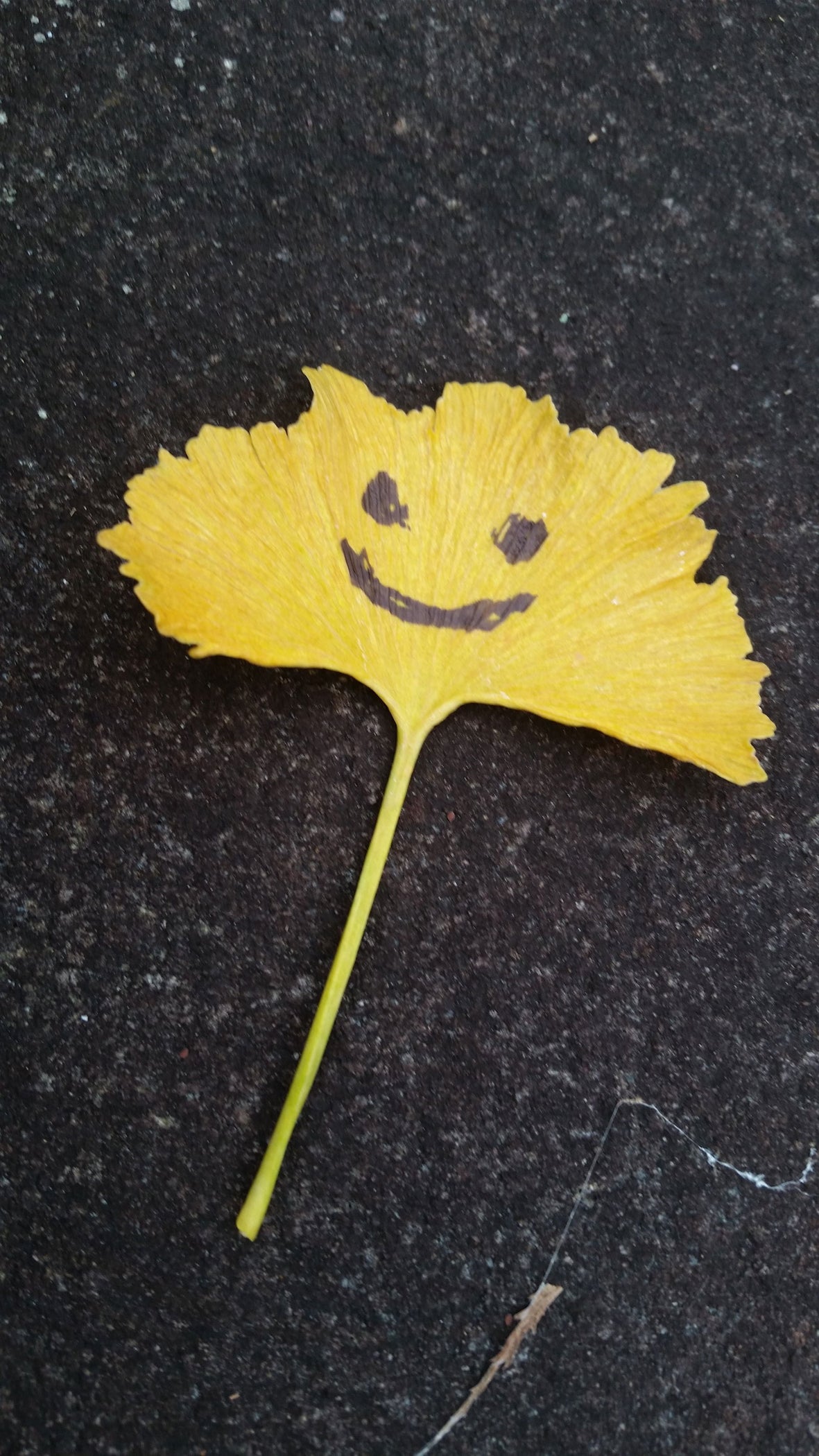 Buy Ginkgo biloba 'Jagged Jade' Rare Unusual Leaf Male Ginkgo Tree For