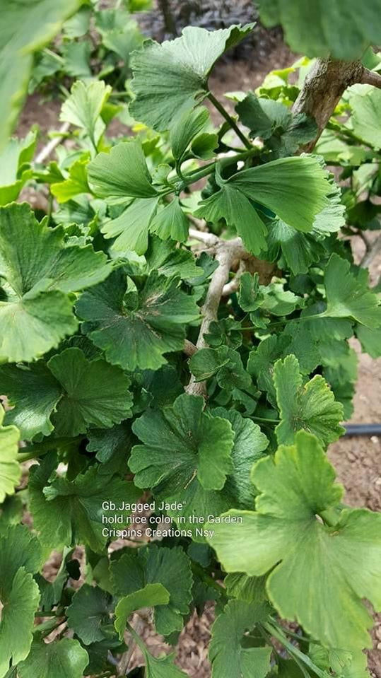 Buy Ginkgo biloba 'Jagged Jade' Rare Unusual Leaf Male Ginkgo Tree For