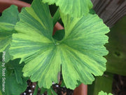 - Ginkgo biloba 'Jagged Jester' Variegated Ginkgo Tree - Mr Maple │ Buy Japanese Maple Trees