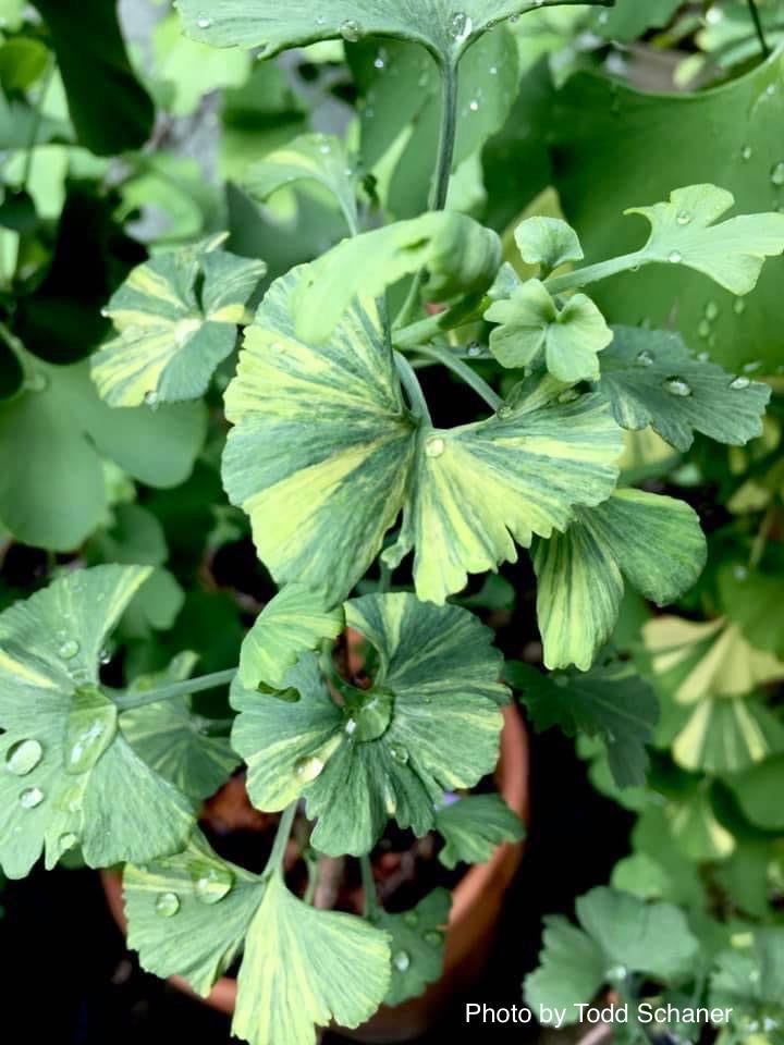 - Ginkgo biloba 'Jagged Jester' Variegated Ginkgo Tree - Mr Maple │ Buy Japanese Maple Trees