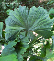 - Ginkgo biloba 'Jagged Jester' Variegated Ginkgo Tree - Mr Maple │ Buy Japanese Maple Trees