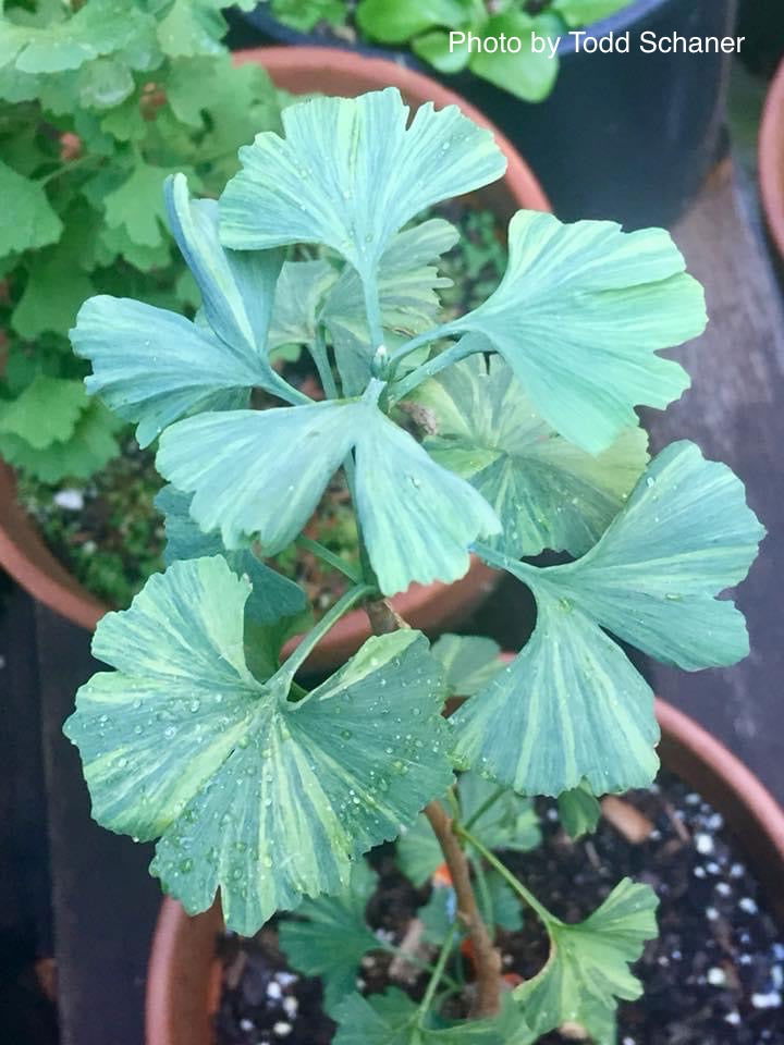 - Ginkgo biloba 'Jagged Jester' Variegated Ginkgo Tree - Mr Maple │ Buy Japanese Maple Trees