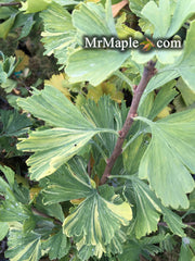 - Ginkgo biloba 'Jagged Jester' Variegated Ginkgo Tree - Mr Maple │ Buy Japanese Maple Trees