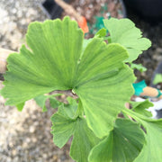 - Ginkgo biloba 'Jagged Jester' Variegated Ginkgo Tree - Mr Maple │ Buy Japanese Maple Trees