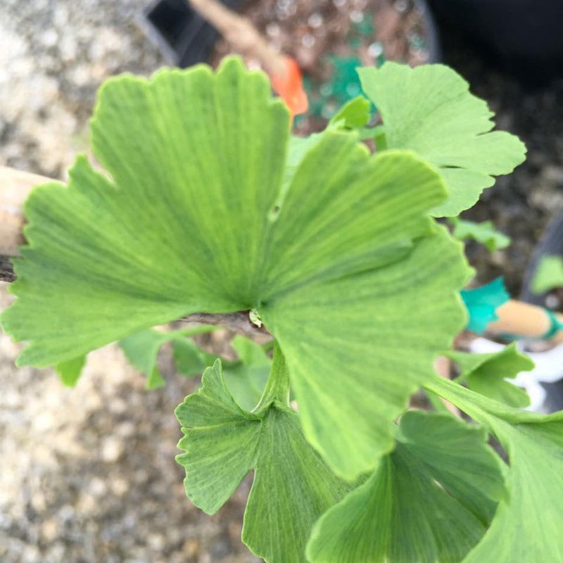 - Ginkgo biloba 'Jagged Jester' Variegated Ginkgo Tree - Mr Maple │ Buy Japanese Maple Trees