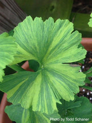 - Ginkgo biloba 'Jagged Jester' Variegated Ginkgo Tree - Mr Maple │ Buy Japanese Maple Trees
