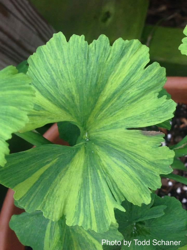 - Ginkgo biloba 'Jagged Jester' Variegated Ginkgo Tree - Mr Maple │ Buy Japanese Maple Trees