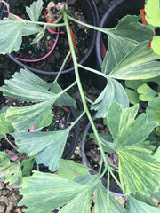 - Ginkgo biloba 'Jagged Jester' Variegated Ginkgo Tree - Mr Maple │ Buy Japanese Maple Trees