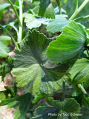 - Ginkgo biloba 'Jagged Jester' Variegated Ginkgo Tree - Mr Maple │ Buy Japanese Maple Trees