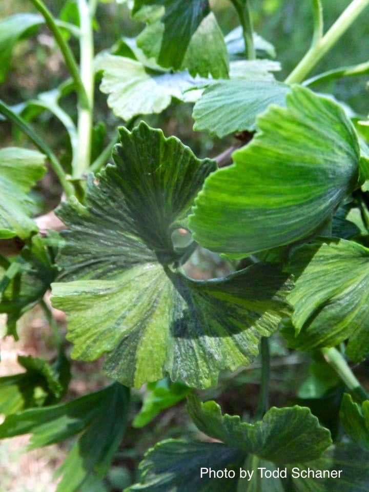 - Ginkgo biloba 'Jagged Jester' Variegated Ginkgo Tree - Mr Maple │ Buy Japanese Maple Trees