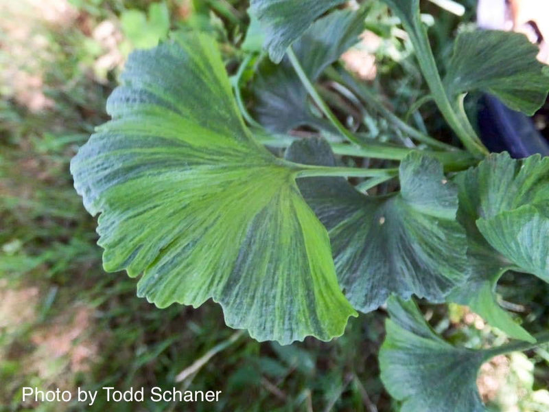 - Ginkgo biloba 'Jagged Jester' Variegated Ginkgo Tree - Mr Maple │ Buy Japanese Maple Trees