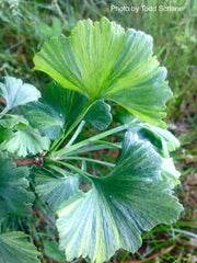 - Ginkgo biloba 'Jagged Jester' Variegated Ginkgo Tree - Mr Maple │ Buy Japanese Maple Trees