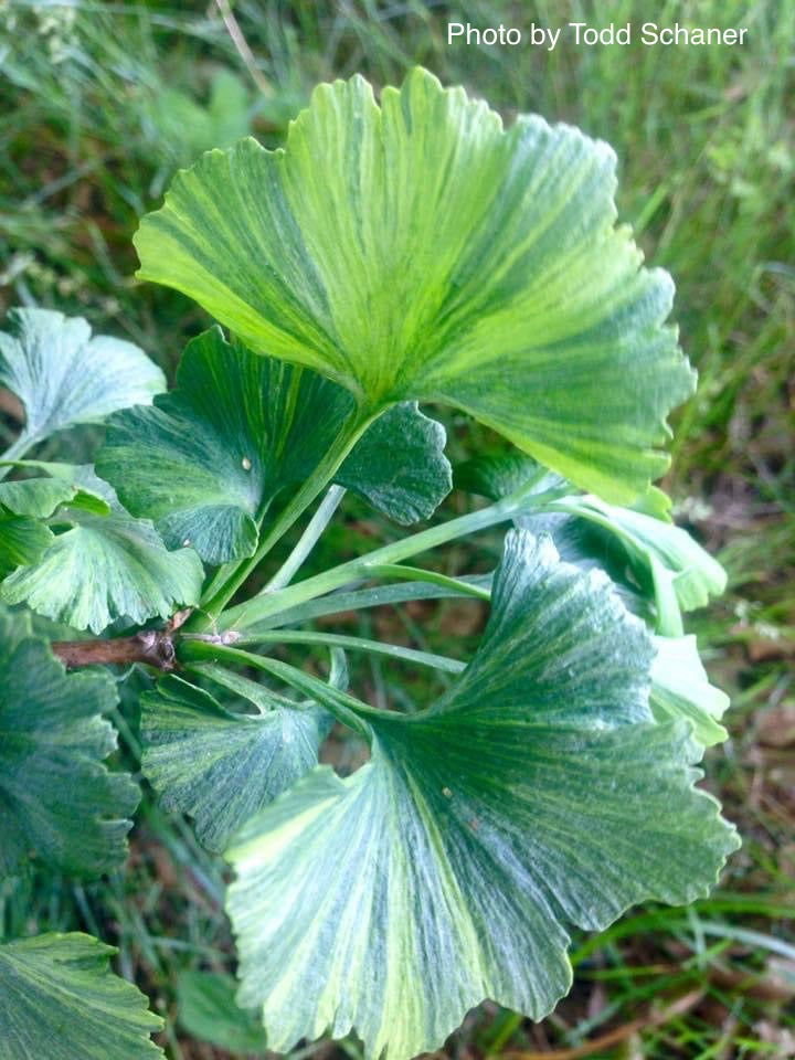 - Ginkgo biloba 'Jagged Jester' Variegated Ginkgo Tree - Mr Maple │ Buy Japanese Maple Trees