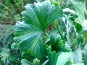 - Ginkgo biloba 'Jagged Jester' Variegated Ginkgo Tree - Mr Maple │ Buy Japanese Maple Trees