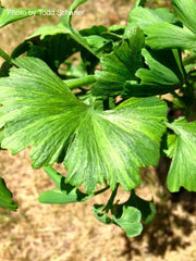 - Ginkgo biloba 'Jagged Jester' Variegated Ginkgo Tree - Mr Maple │ Buy Japanese Maple Trees