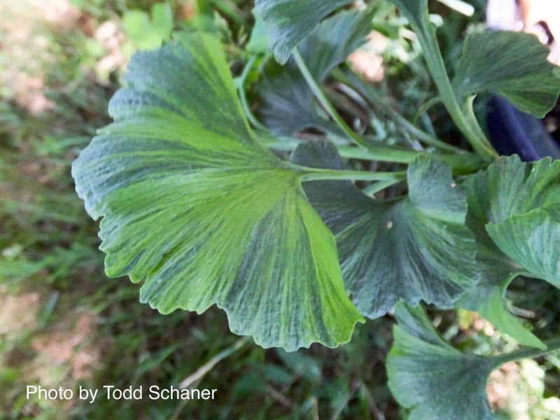 - Ginkgo biloba 'Jagged Jester' Variegated Ginkgo Tree - Mr Maple │ Buy Japanese Maple Trees