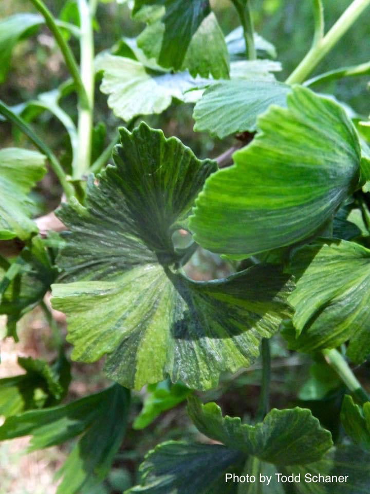 - Ginkgo biloba 'Jagged Jester' Variegated Ginkgo Tree - Mr Maple │ Buy Japanese Maple Trees
