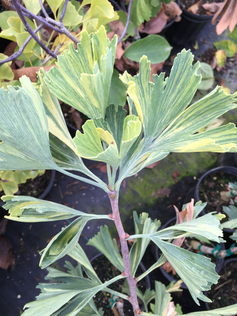 - Ginkgo biloba 'Jagged Jester' Variegated Ginkgo Tree - Mr Maple │ Buy Japanese Maple Trees