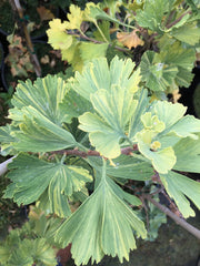 - Ginkgo biloba 'Jagged Jester' Variegated Ginkgo Tree - Mr Maple │ Buy Japanese Maple Trees