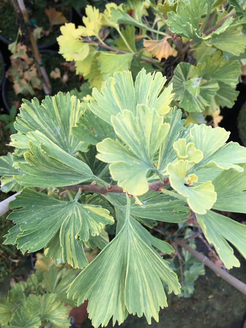 - Ginkgo biloba 'Jagged Jester' Variegated Ginkgo Tree - Mr Maple │ Buy Japanese Maple Trees
