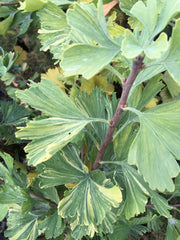 - Ginkgo biloba 'Jagged Jester' Variegated Ginkgo Tree - Mr Maple │ Buy Japanese Maple Trees