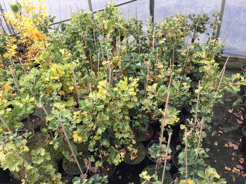 - Ginkgo biloba 'Jagged Jester' Variegated Ginkgo Tree - Mr Maple │ Buy Japanese Maple Trees