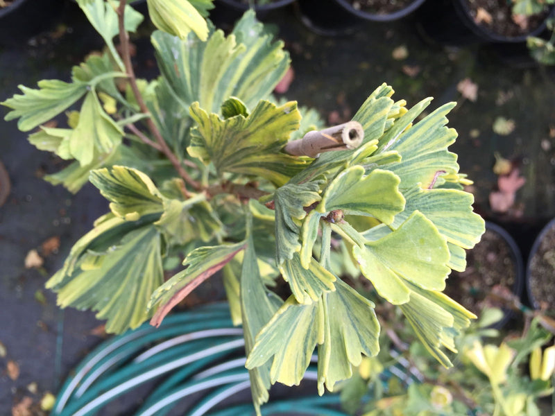 - Ginkgo biloba 'Jagged Jester' Variegated Ginkgo Tree - Mr Maple │ Buy Japanese Maple Trees