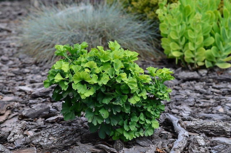 - Ginkgo biloba 'Jehosephat' Dwarf Ginkgo Tree - Mr Maple │ Buy Japanese Maple Trees