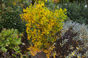 - Ginkgo biloba 'Jehosephat' Dwarf Ginkgo Tree - Mr Maple │ Buy Japanese Maple Trees