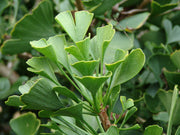 - Ginkgo biloba 'Jehosephat' Dwarf Ginkgo Tree - Mr Maple │ Buy Japanese Maple Trees