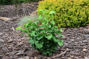 - Ginkgo biloba 'Jehosephat' Dwarf Ginkgo Tree - Mr Maple │ Buy Japanese Maple Trees