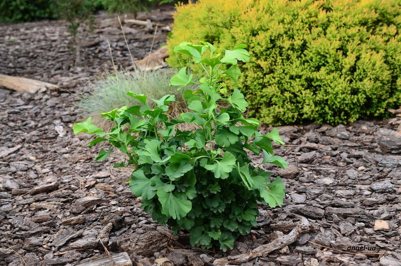 - Ginkgo biloba 'Jehosephat' Dwarf Ginkgo Tree - Mr Maple │ Buy Japanese Maple Trees