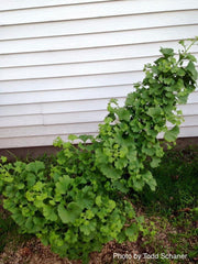 - Ginkgo biloba 'Jehosephat' Dwarf Ginkgo Tree - Mr Maple │ Buy Japanese Maple Trees