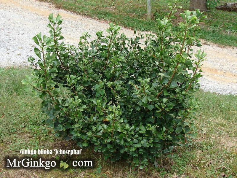 - Ginkgo biloba 'Jehosephat' Dwarf Ginkgo Tree - Mr Maple │ Buy Japanese Maple Trees