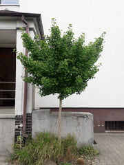 - Ginkgo biloba 'Jehosephat' Dwarf Ginkgo Tree - Mr Maple │ Buy Japanese Maple Trees