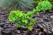 - Ginkgo biloba 'Jehosephat' Dwarf Ginkgo Tree - Mr Maple │ Buy Japanese Maple Trees