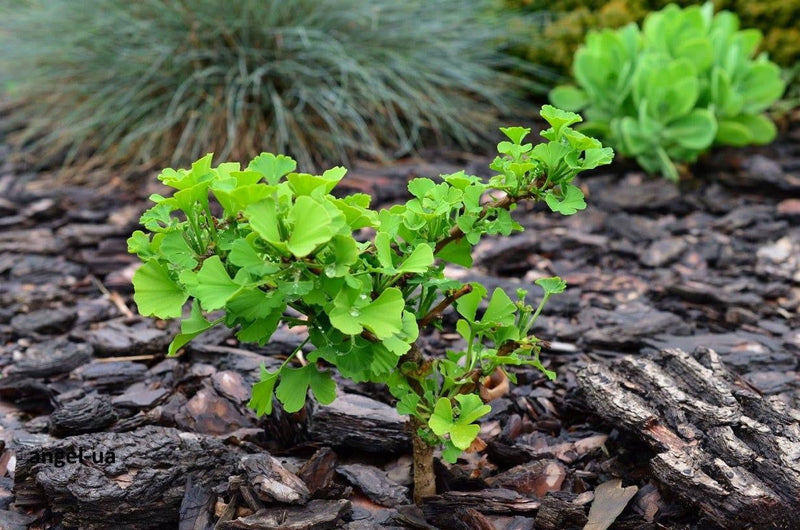 - Ginkgo biloba 'Jehosephat' Dwarf Ginkgo Tree - Mr Maple │ Buy Japanese Maple Trees