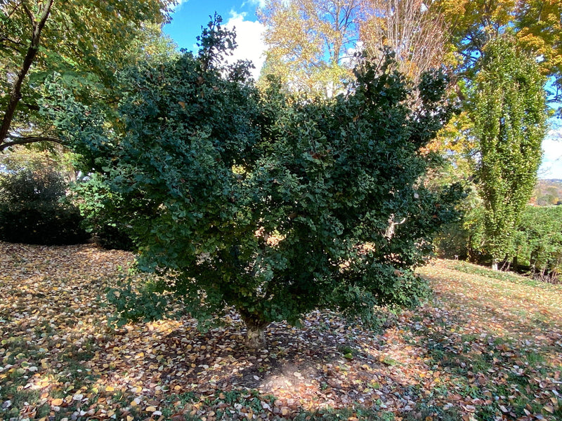 - Ginkgo biloba 'Jehosephat' Dwarf Ginkgo Tree - Mr Maple │ Buy Japanese Maple Trees