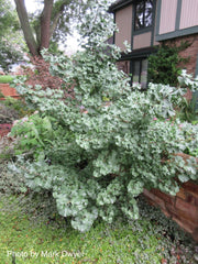 - Ginkgo biloba 'Jehosephat' Dwarf Ginkgo Tree - Mr Maple │ Buy Japanese Maple Trees