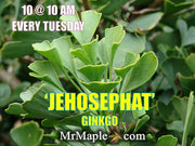 - Ginkgo biloba 'Jehosephat' Dwarf Ginkgo Tree - Mr Maple │ Buy Japanese Maple Trees