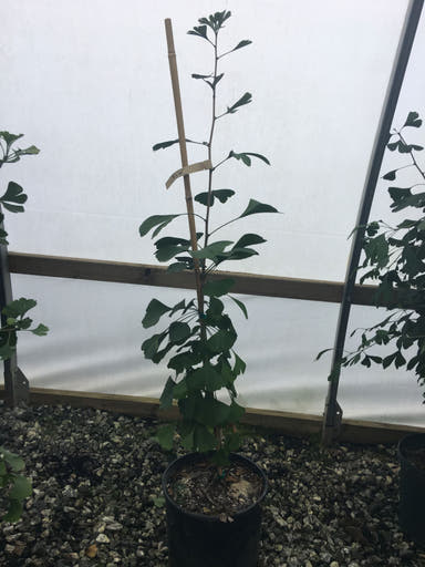 - Ginkgo biloba 'Kew' Narrow Male Ginkgo Tree - Mr Maple │ Buy Japanese Maple Trees