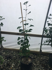- Ginkgo biloba 'Kew' Narrow Male Ginkgo Tree - Mr Maple │ Buy Japanese Maple Trees