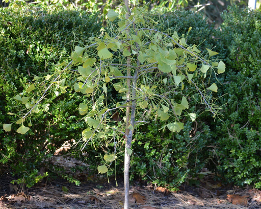 - Ginkgo biloba 'Kohout’s Weeping’ Weeping Ginkgo Tree - Mr Maple │ Buy Japanese Maple Trees