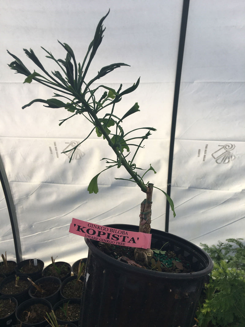 - Ginkgo biloba 'Kopista' Rare Dwarf Male Ginkgo - Mr Maple │ Buy Japanese Maple Trees