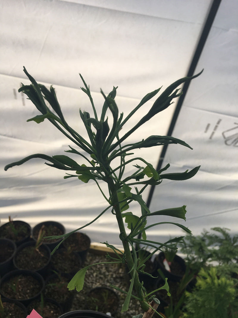 - Ginkgo biloba 'Kopista' Rare Dwarf Male Ginkgo - Mr Maple │ Buy Japanese Maple Trees