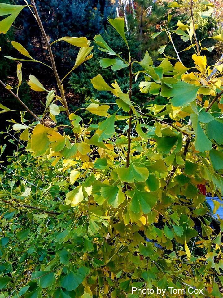 - Ginkgo biloba 'Korinek' Male Dwarf Ginkgo Tree - Mr Maple │ Buy Japanese Maple Trees