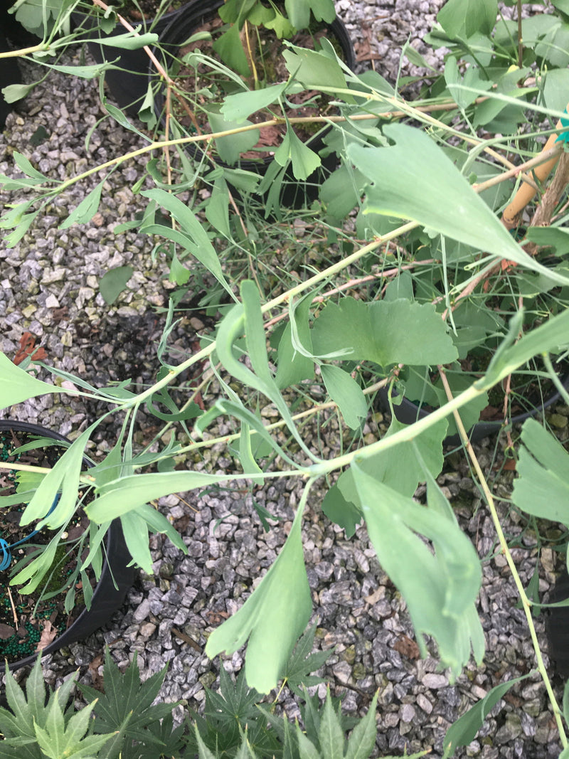 - Ginkgo biloba 'Korinek' Male Dwarf Ginkgo Tree - Mr Maple │ Buy Japanese Maple Trees